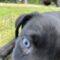 Bluey