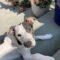 Iggy