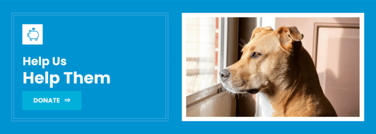 Riley Rescue Rescue Foster Repeat