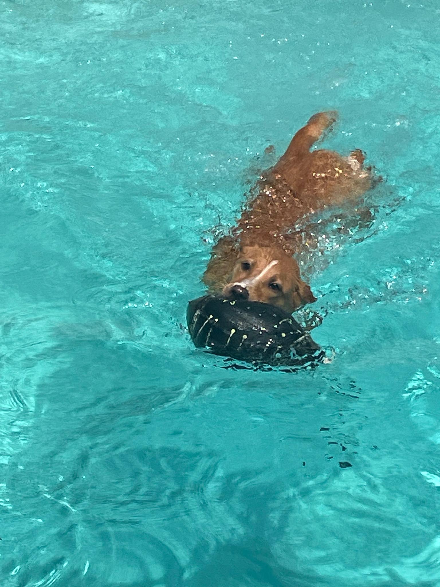 Ritter The Riley Rescue