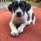 Arlo