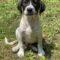Arlo