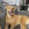 Samson