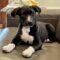 Samson