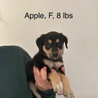 Available Dogs The Riley Rescue