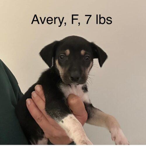 Available Dogs The Riley Rescue