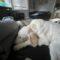 Lola