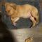 Mugsy