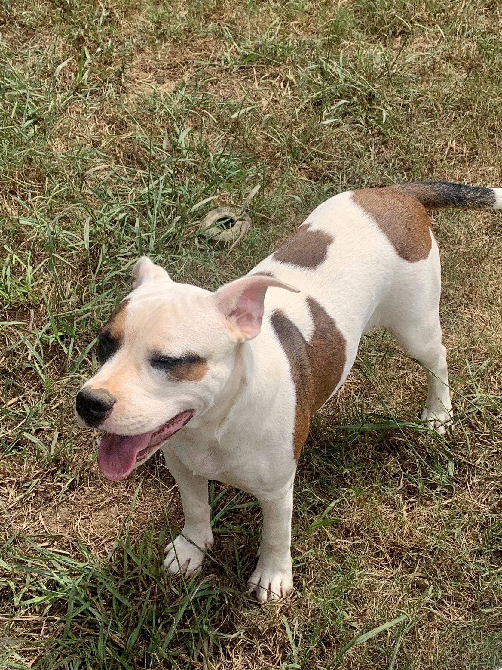 Ava The Riley Rescue