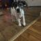 Bailey (Dori)