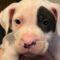 Pongo