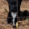 Cooper