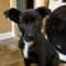 Cooper