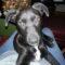 Cooper