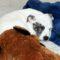 Duffy