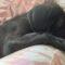 Callisto