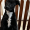 Cooper