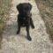 Trudy