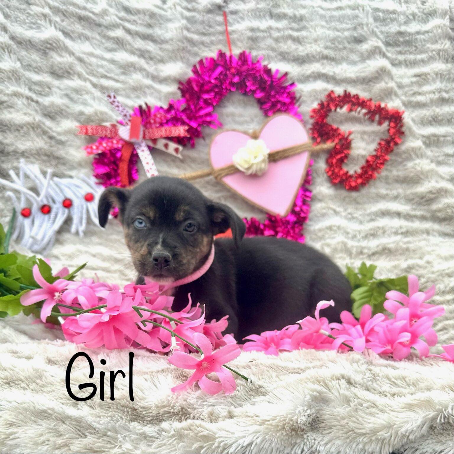 melody-riley-rescue