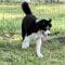 Balto