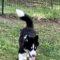 Balto