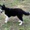 Balto