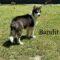 Bandit