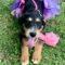 Trixie