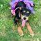 Trixie