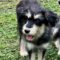 Dottie