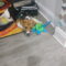 Ludo