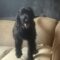 Licorice