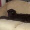 Licorice