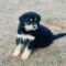 Sadie