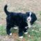 Sawyer
