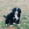 Sawyer