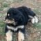 Sadie