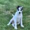 Alfie