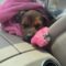 Renea