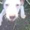 Brandy