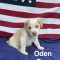Oden