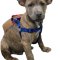Bungo