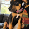 Zira