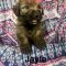Jayla