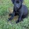 Pepper